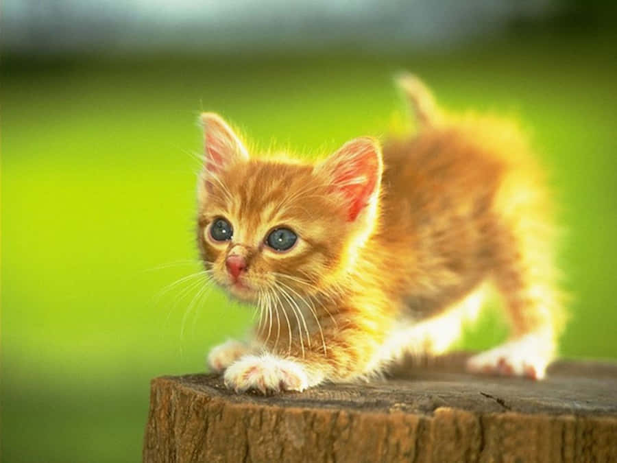 Logo de gatitos