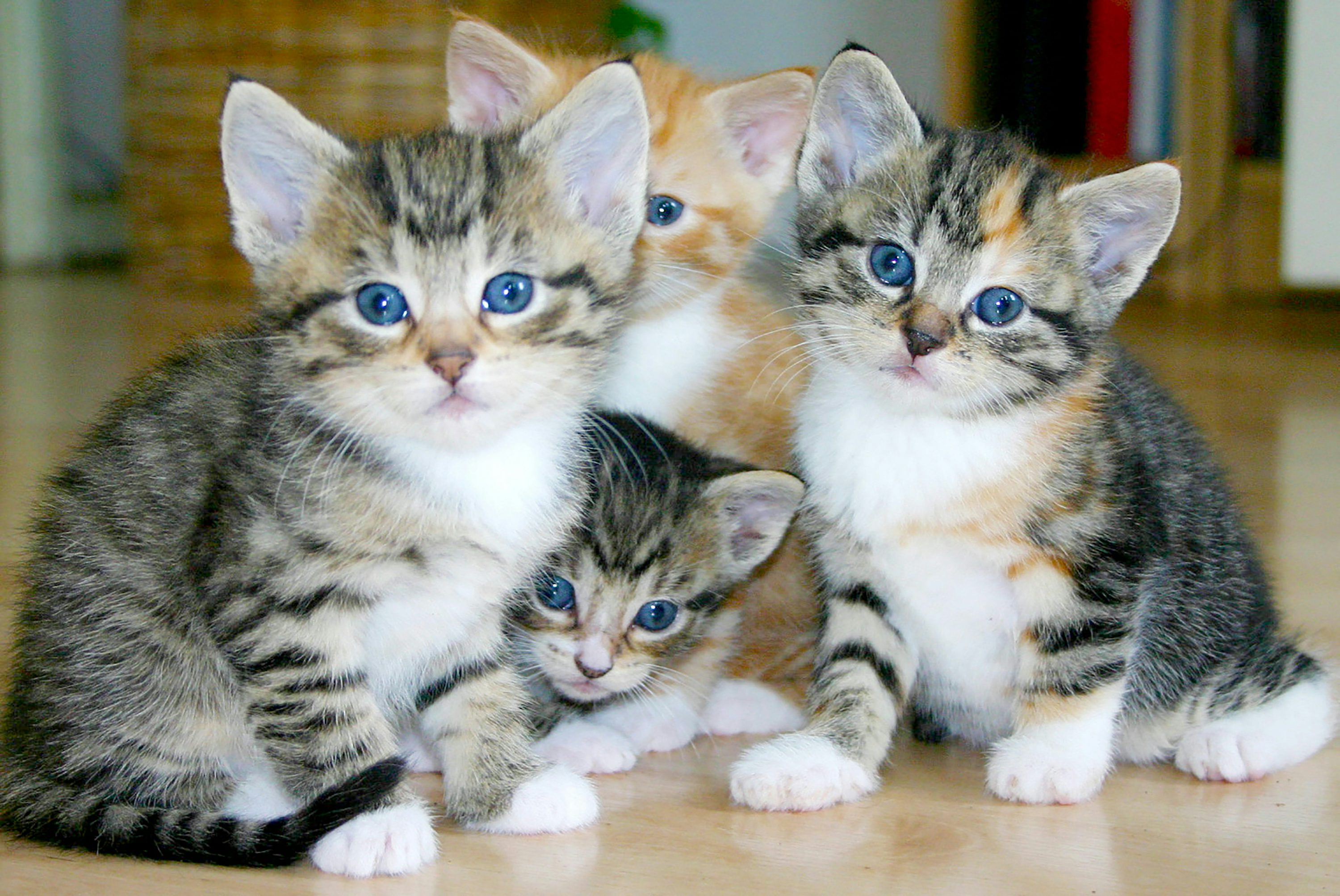 Logo de gatitos